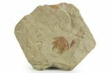 Selenopeltis Trilobite With Antenna - Fezouata Formation #355820-1